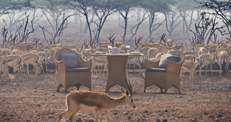 Sir Bani Yas Island, Desert Islands Resort & Spa